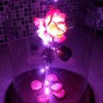 Enchanted Rose